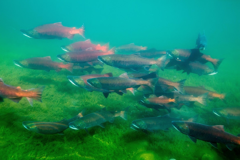  Sockeye Salmon-1