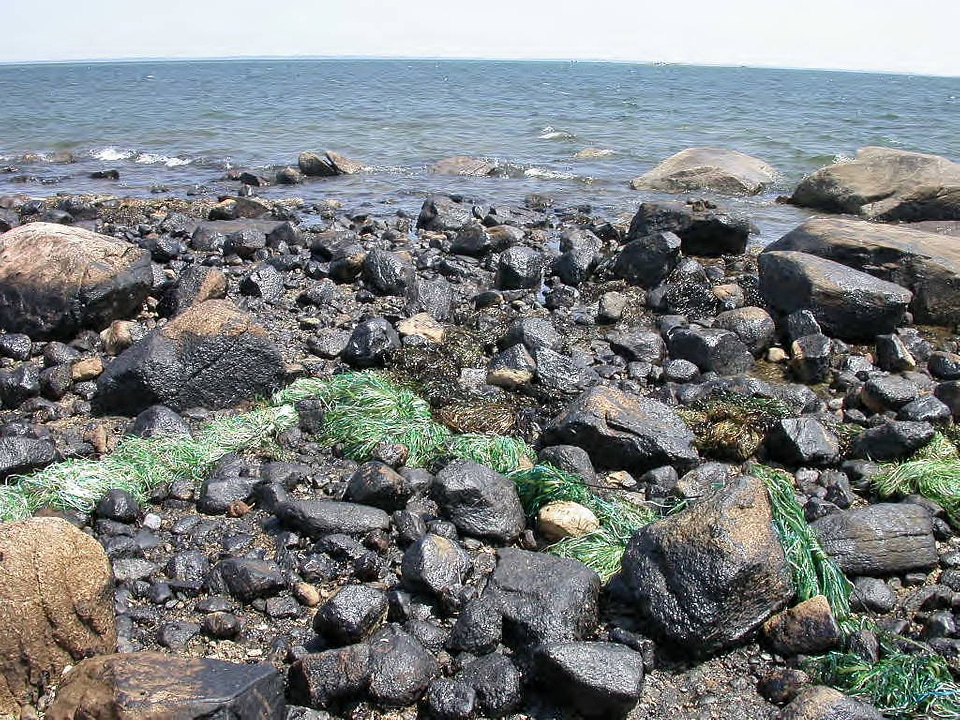 Buzzards Bay Oil Spill-3