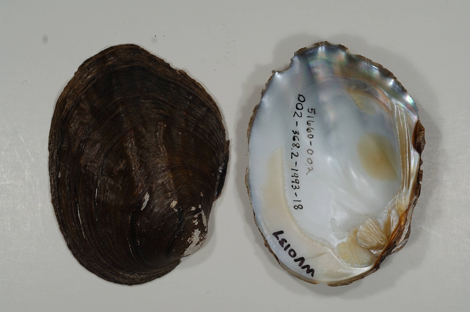 Amblema plicata-2