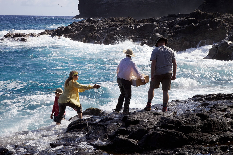 Nihoa Millerbird Translocation-4