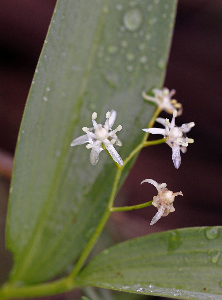 Star-flowered false Solomon's seal 