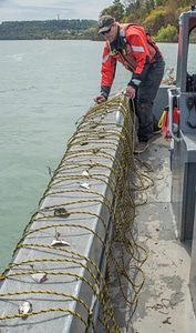 Hooks baited with alewife for lake sturgeon research-1