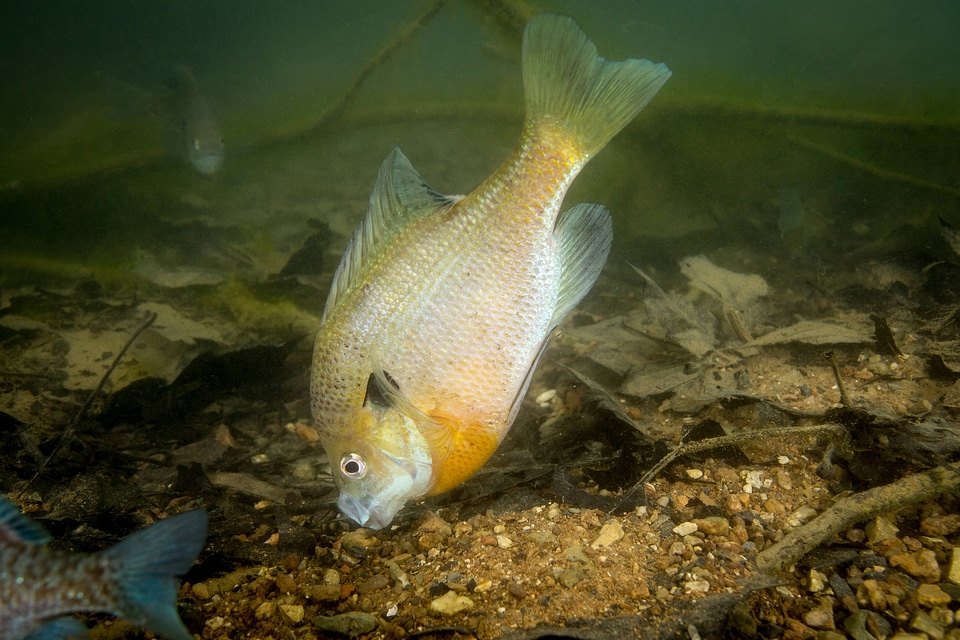 Bluegill on nest-2