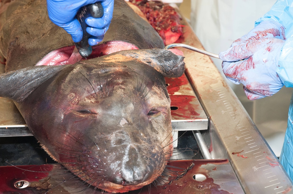 Marine Mammal Stranding Course at NCTC-9