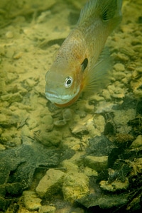 Bluegill on nest-4