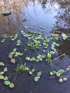 Little amphianthus