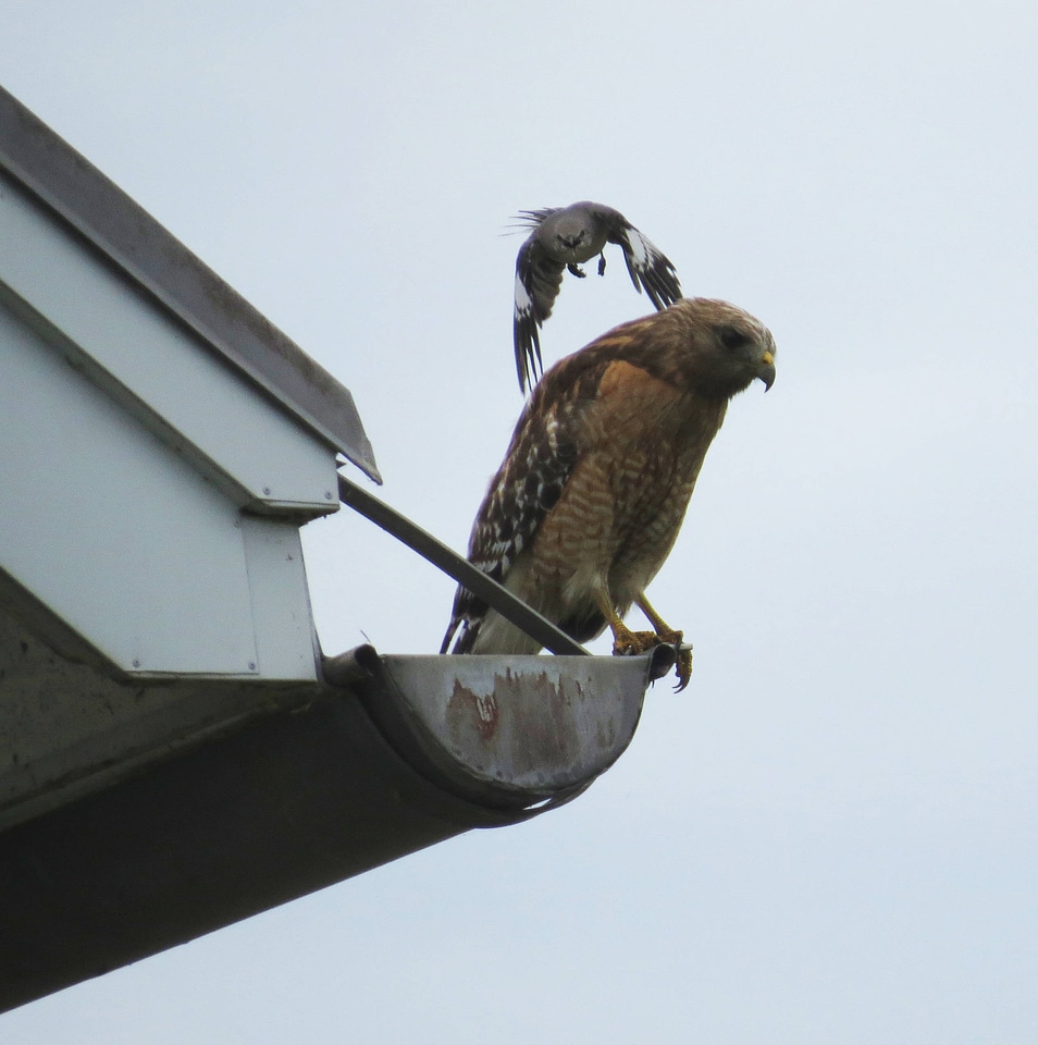 Red-Shouldered hawk and Northern mockingbird