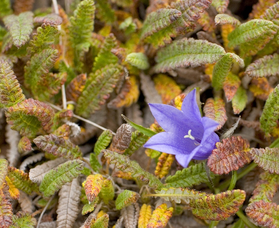 Mountain harebell is in alpine areas