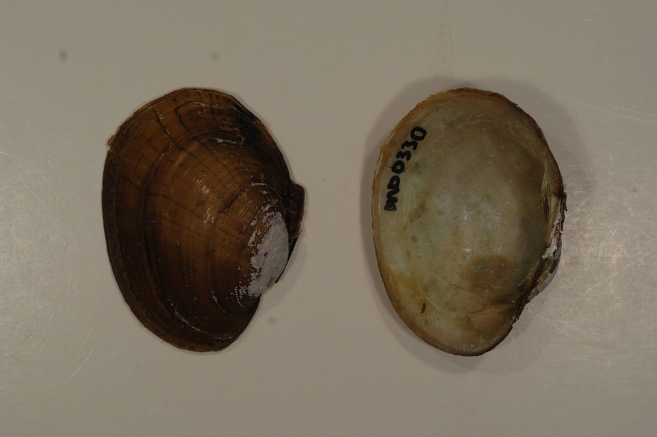 Lampsilis sp.-2