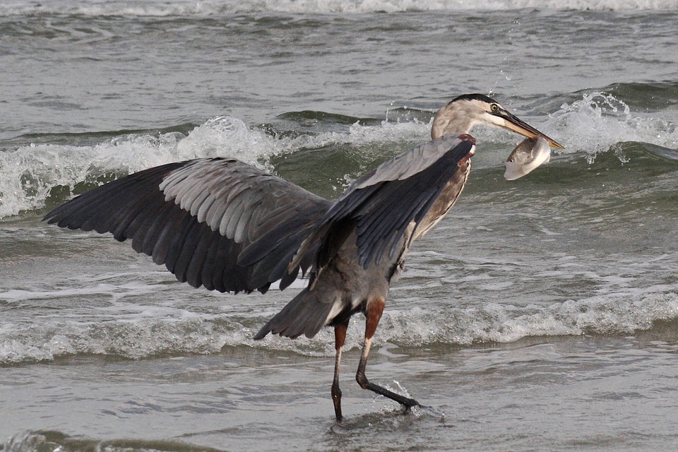 Great Blue Heron-1
