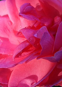 Ornamental plant closeup close up photo