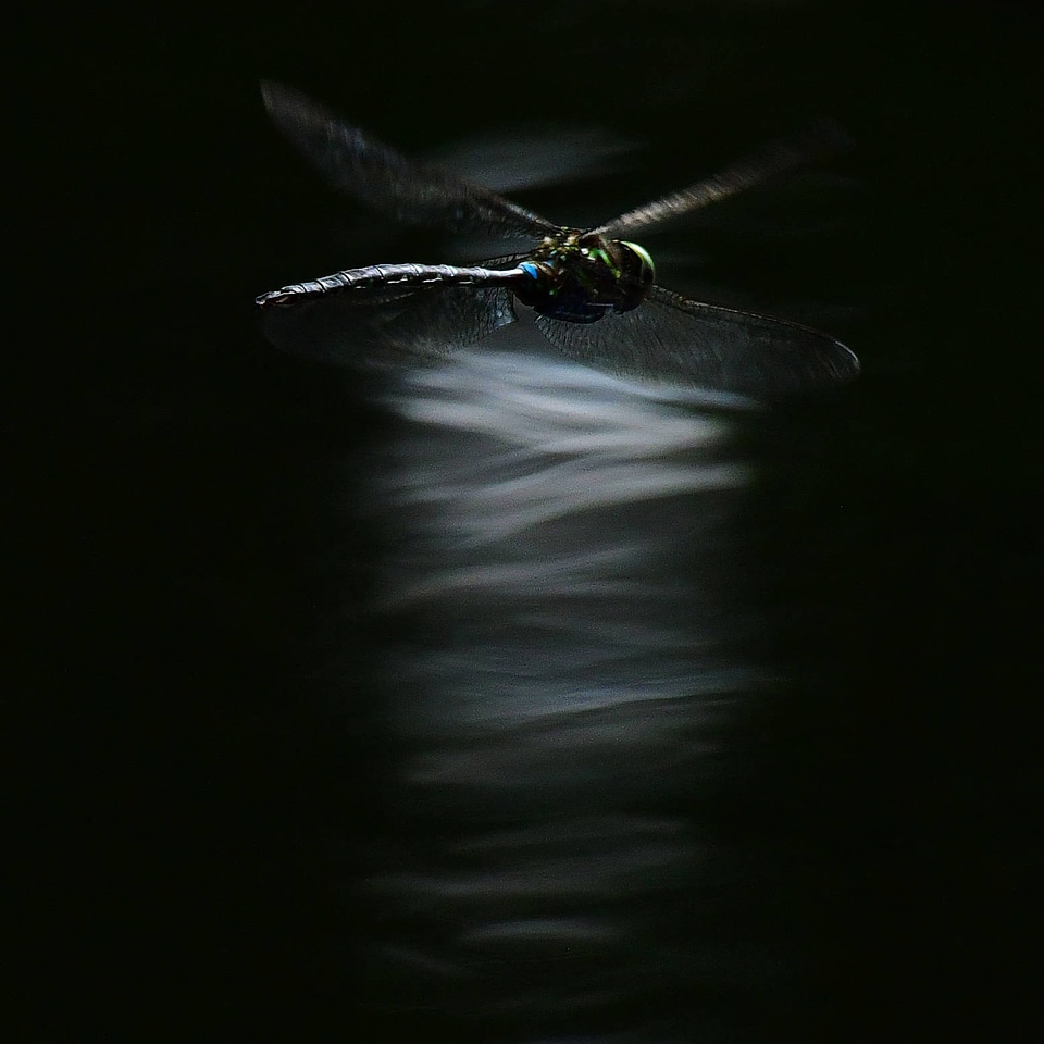 Lance-tipped darner dragonfly-1