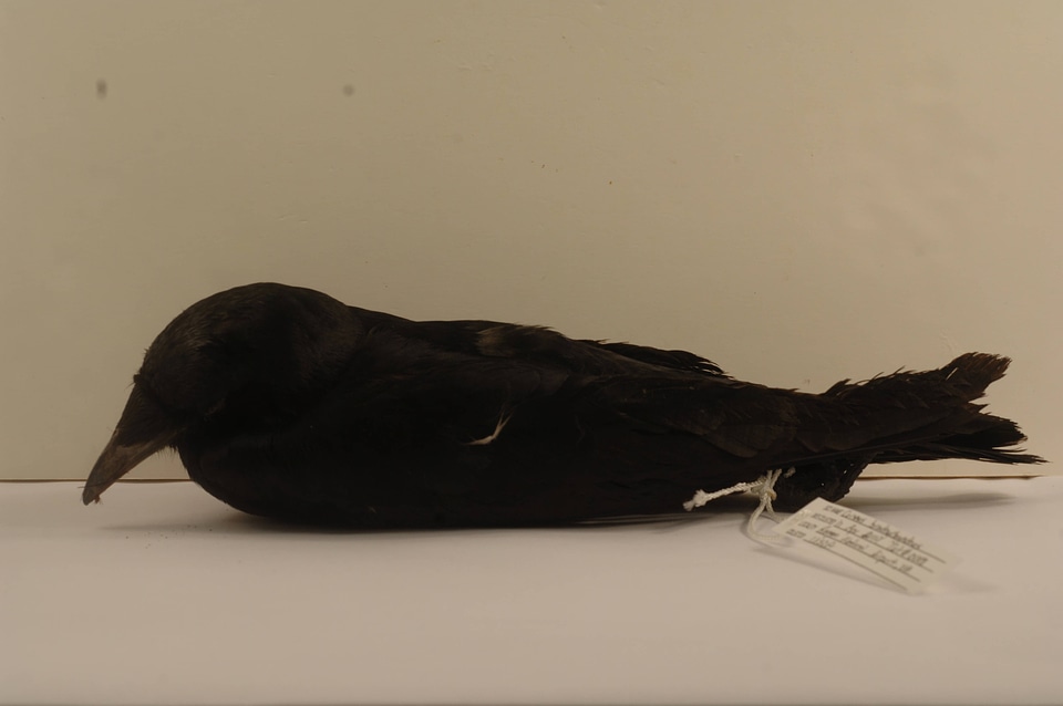Corvus brachyrhynchos-1