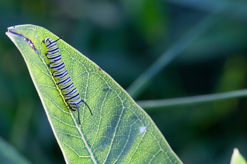 Monarch butterfly larvae-3