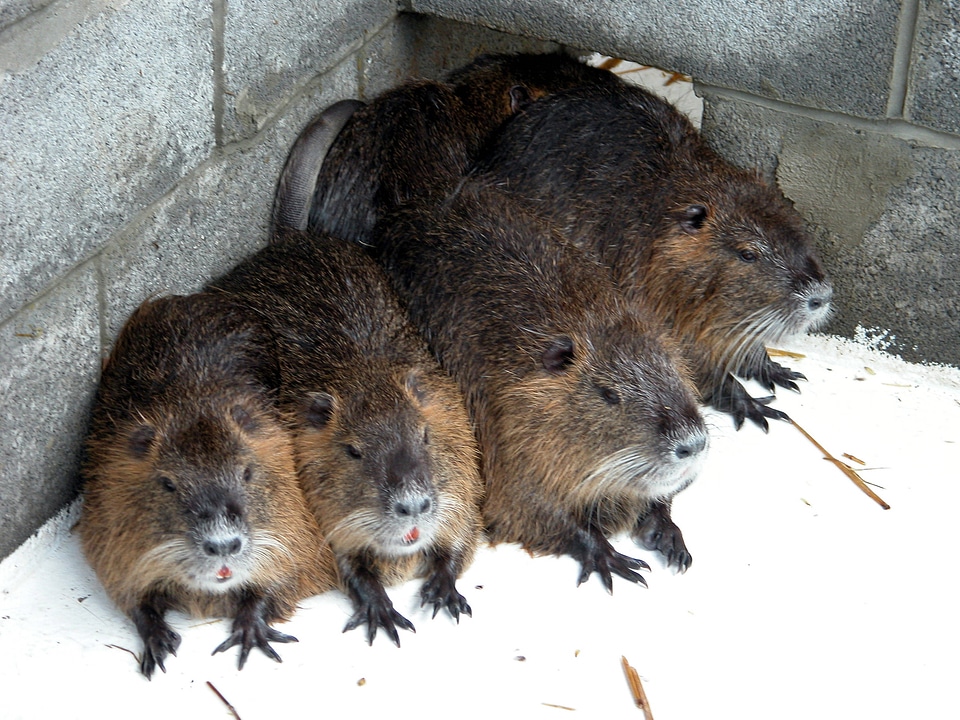 Captive Nutria at Blackwater National Wildlife Refuge