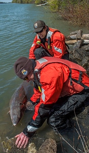 USFWS Fisheries workers releasing lake sturgeon-1