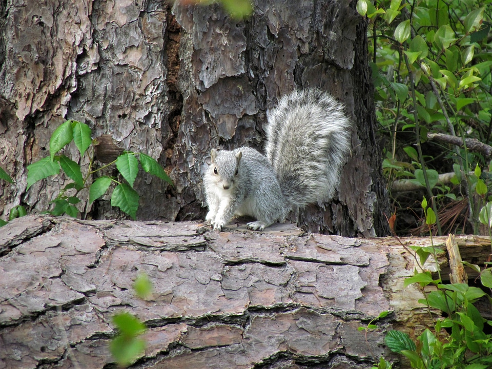 Delmarva Peninsula fox squirrel-2