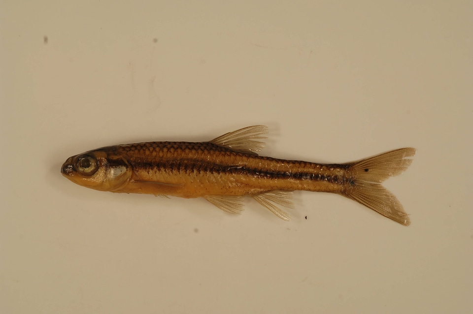Notropis heterolepis-5