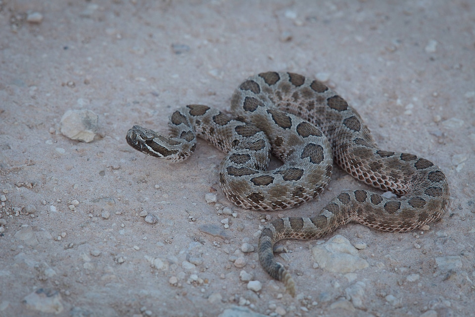 Western Massasauga Rattlesnake-4