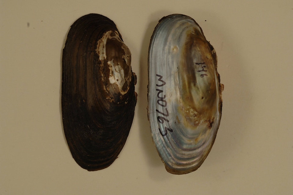 Anodontoides ferussacianus-2