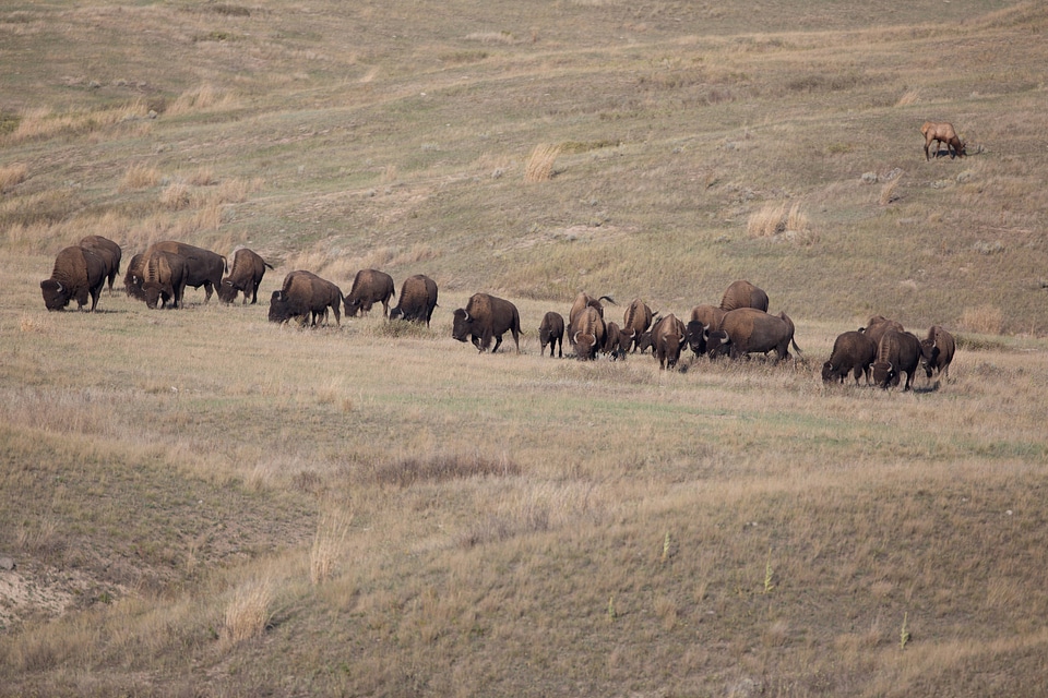 Bison herd grazing