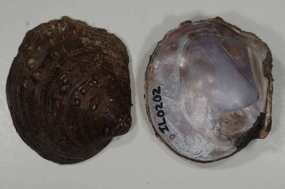 Cyclonaias tuberculata-3