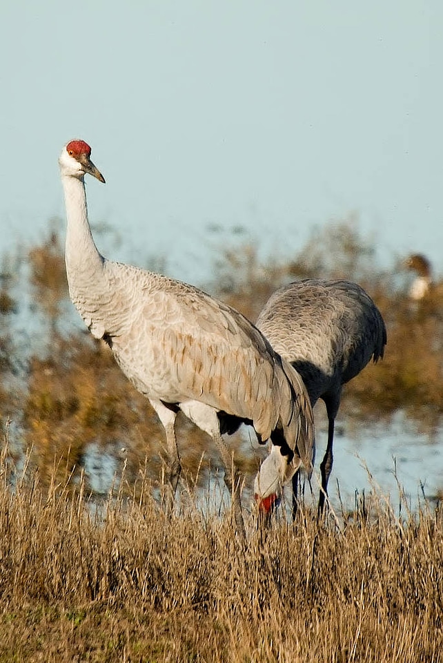 Sandhill Cranes-1 photo