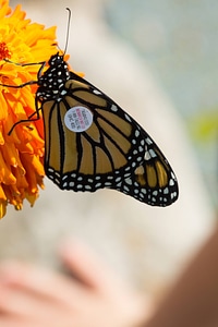 Monarch butterfly which has been tagged on a flower