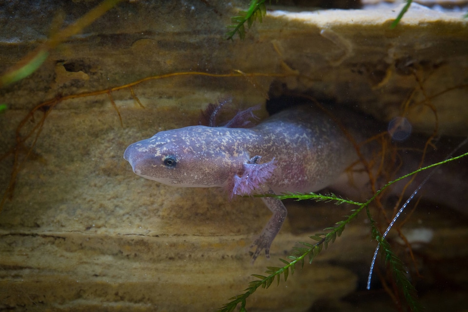 Barton Springs Salamander-1