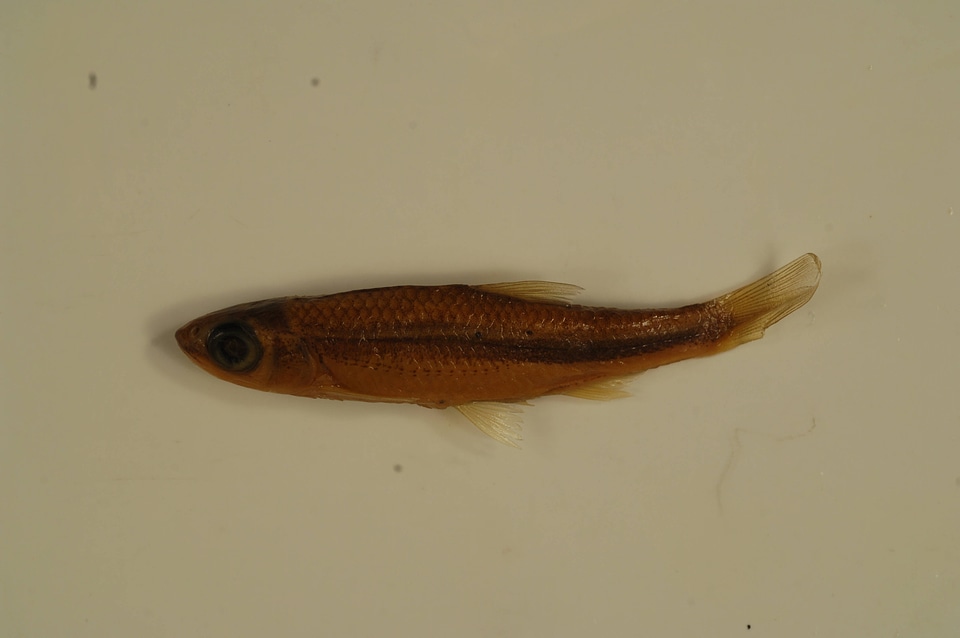 Notropis ariommus-1