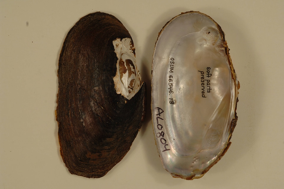 Elliptio mcmichaeli