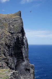 Nihoa Millerbird Translocation-5