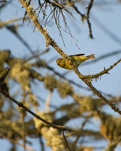 Orange-crowned warbler-3