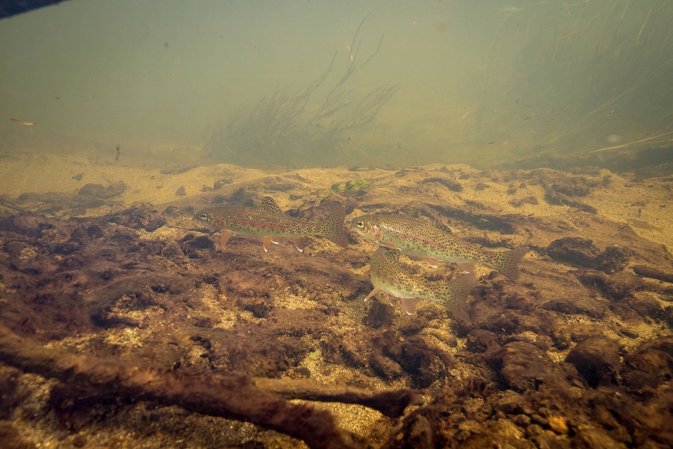 Rainbow trout swim in Meadow Creek-5