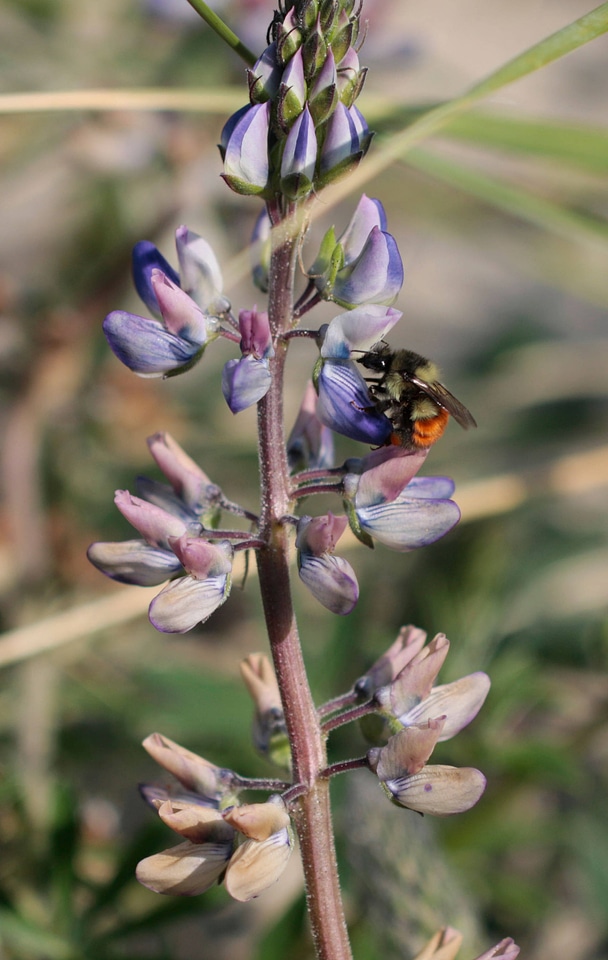 Bumblebee on flower-3