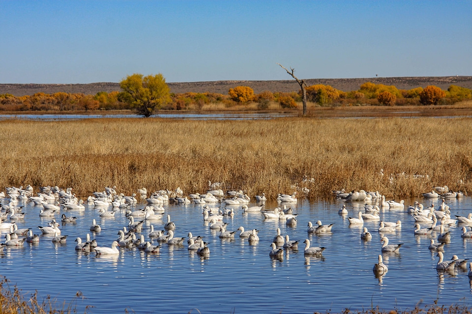 Snow Geese in Refuge wetland