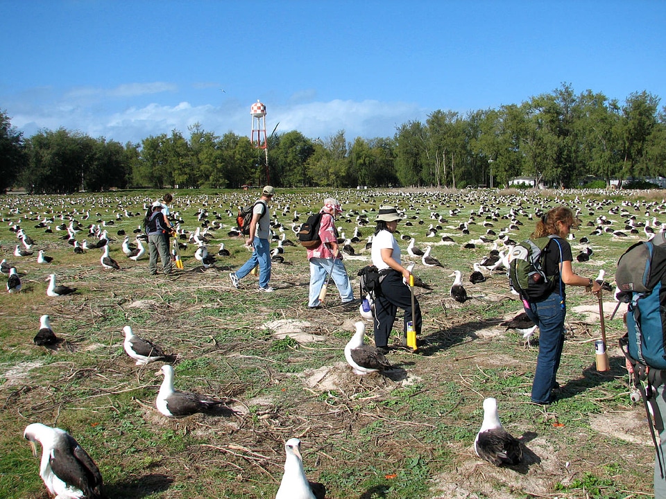 Counting Laysan Albatross nests-2