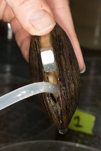 Extracting glochidia from freshwater mussel-4