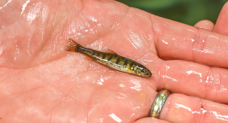 Juvenile lake trout-1