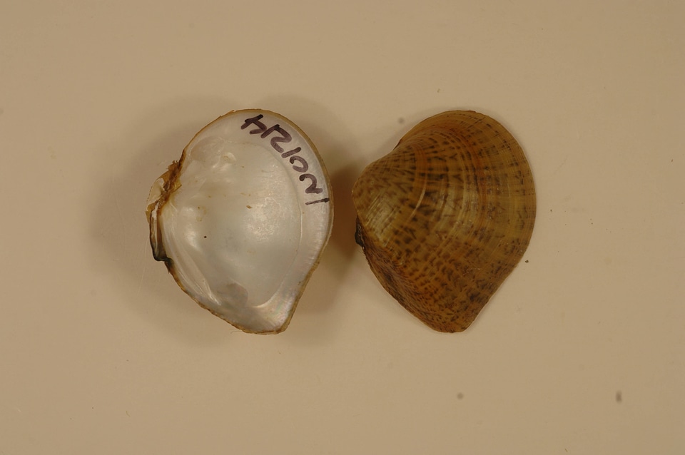 Truncilla truncata-2