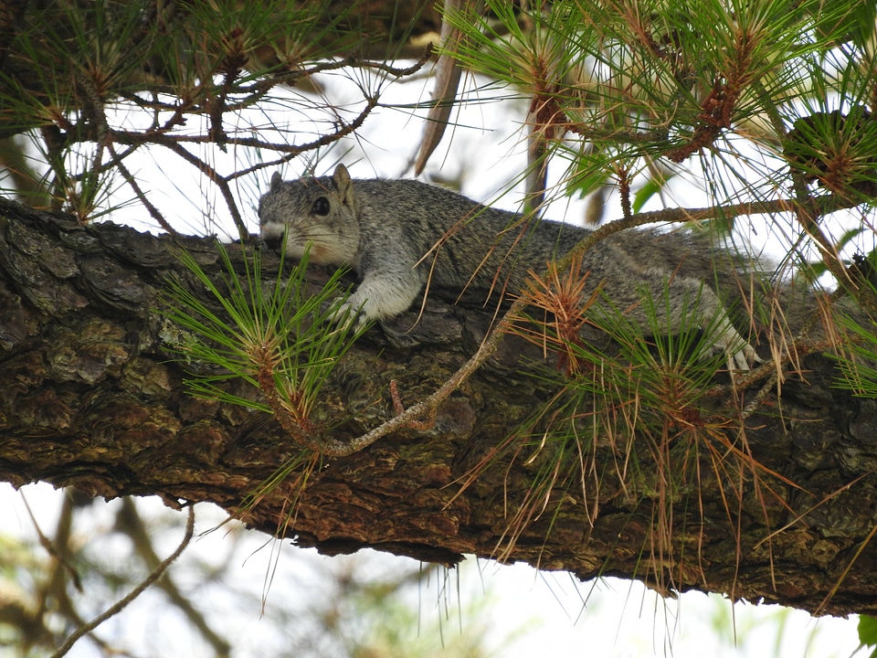 Delmarva Peninsula fox squirrel-4