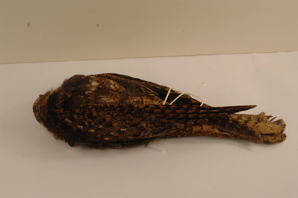 Antrostomus carolinensis