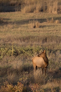Elk cow in evening light-1 photo