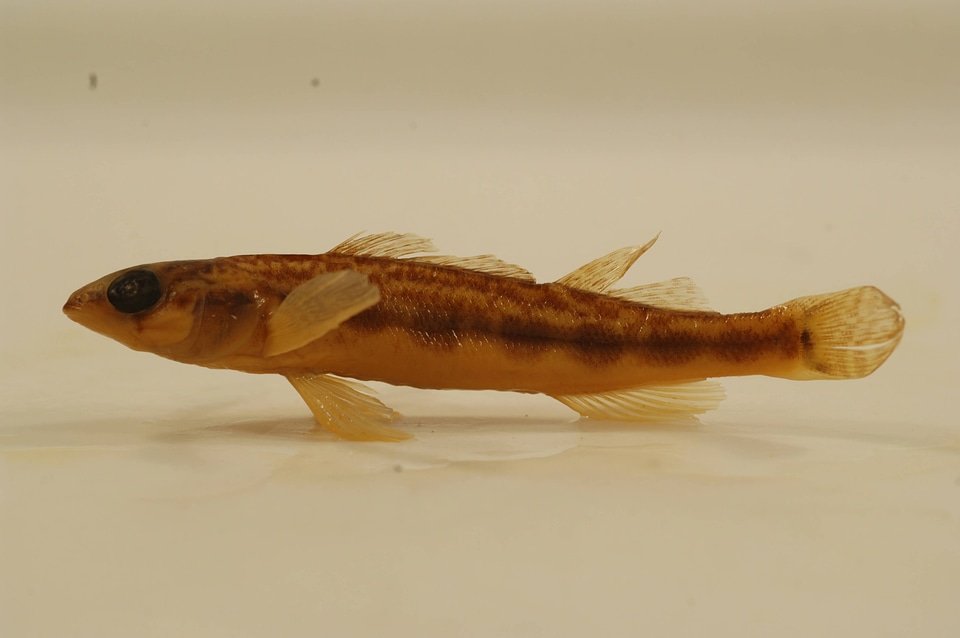 Percina maculata-3
