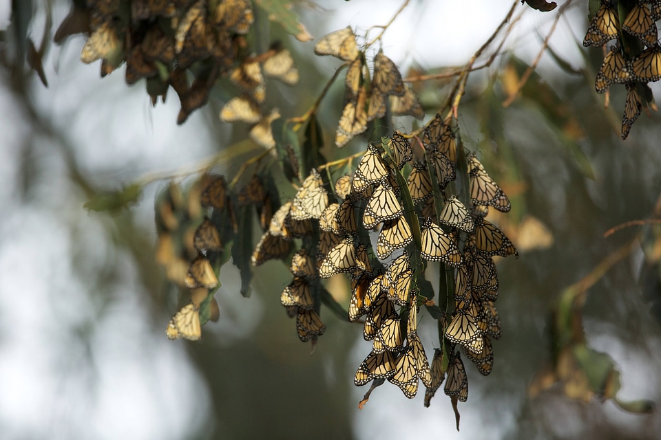 Monarch butterflies-1