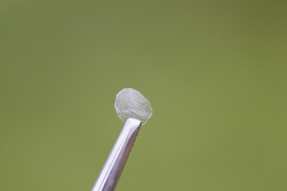 Close up of Salmon Scale