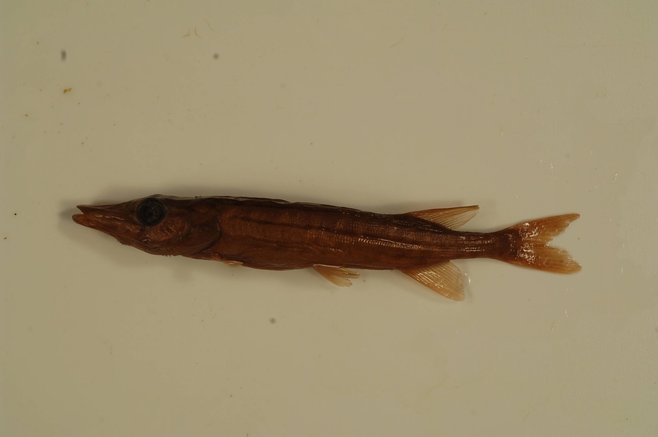 Esox niger-3