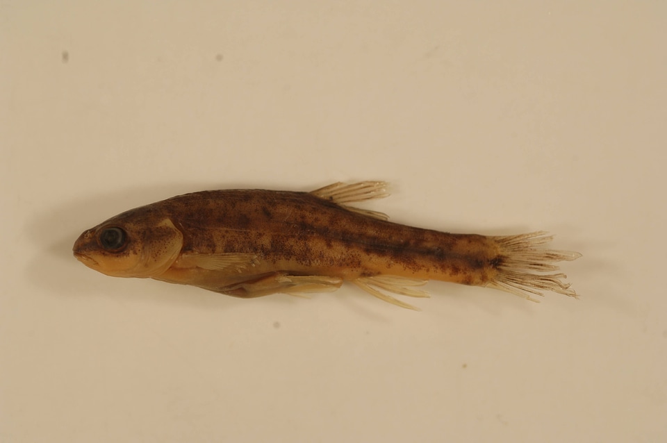 Rhinichthys osculus robustus