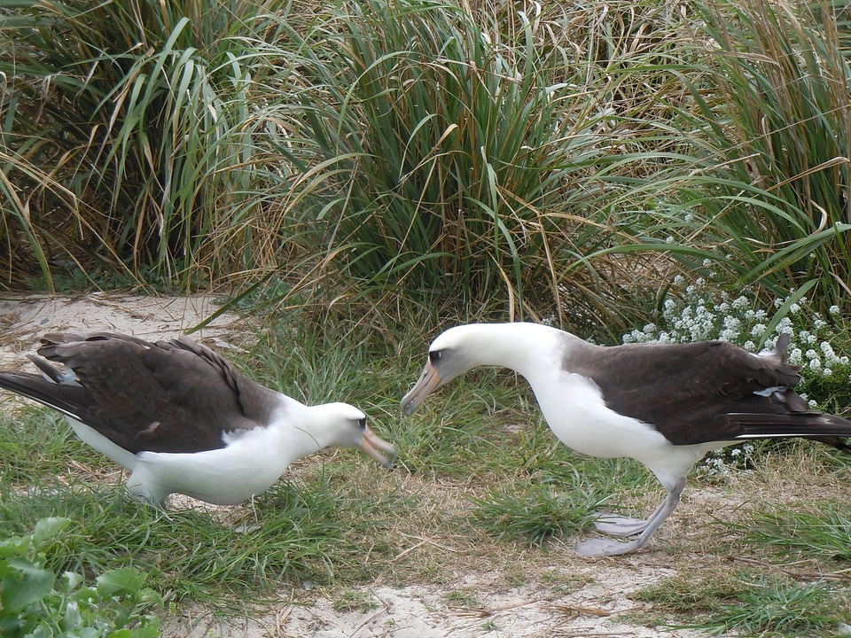 Laysan Albatross courtship