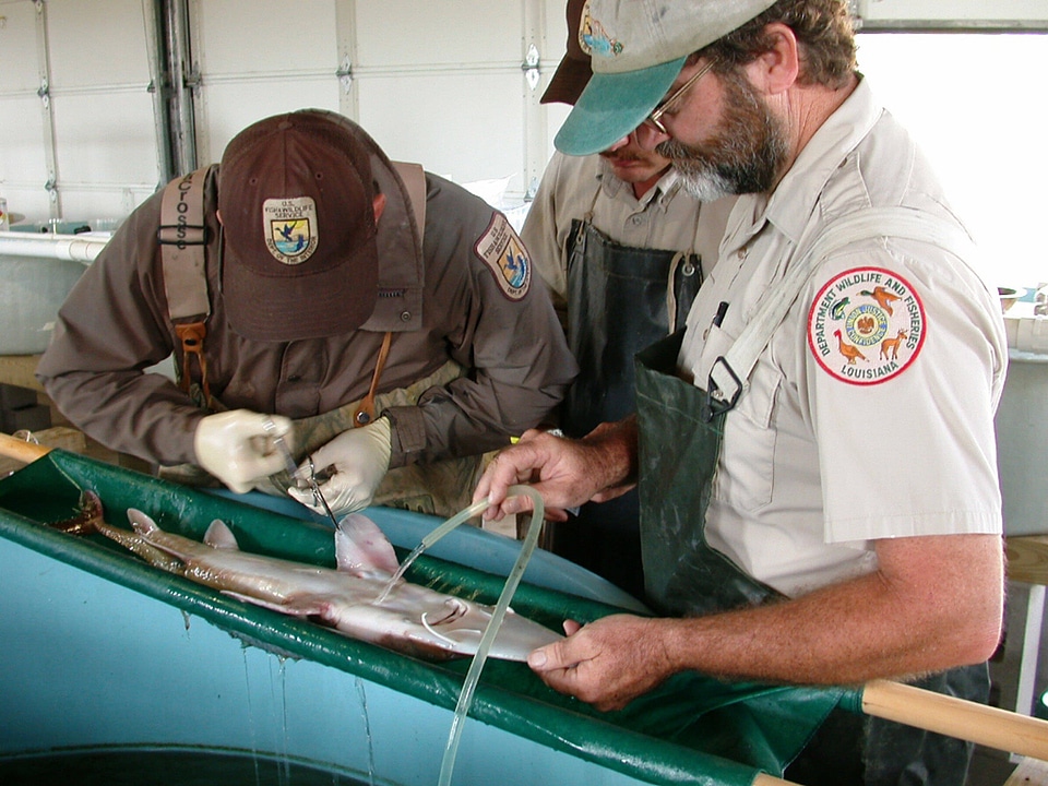 Pallid Sturgeon Biopsy at Nactitoches NFH